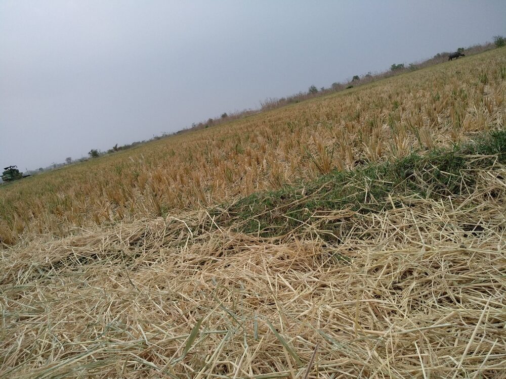 Impatto della siccità sulle coltivazioni agricole