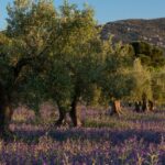 Giacenze di olio d'oliva