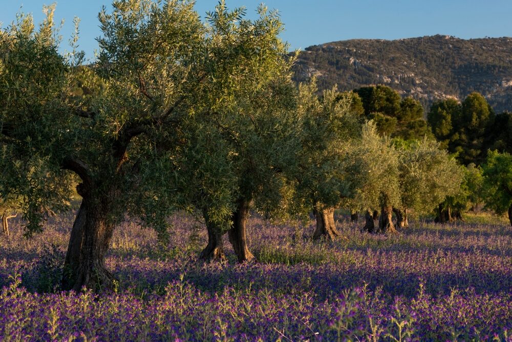 Giacenze di olio d'oliva