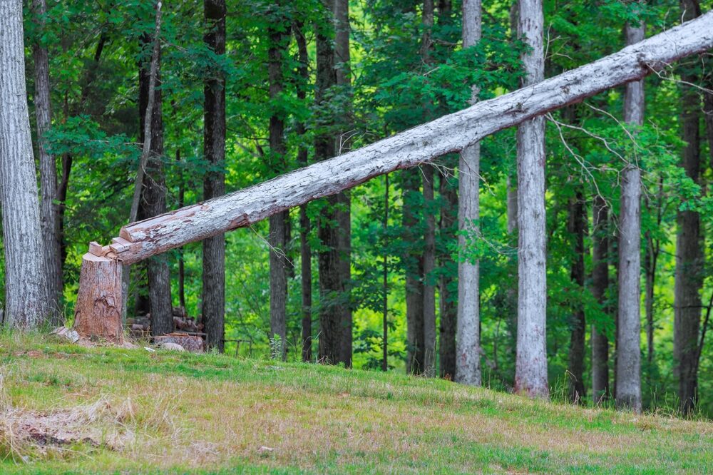 Pannelli in legno in un contesto produttivo