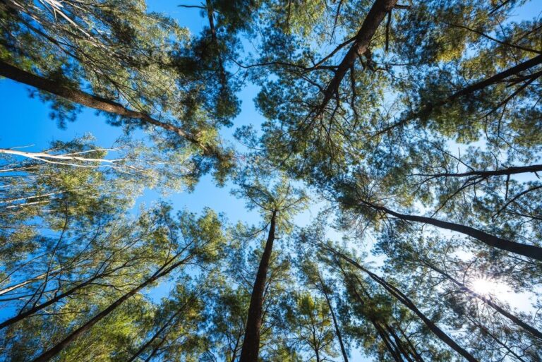 Piantumazioni di alberi in Italia