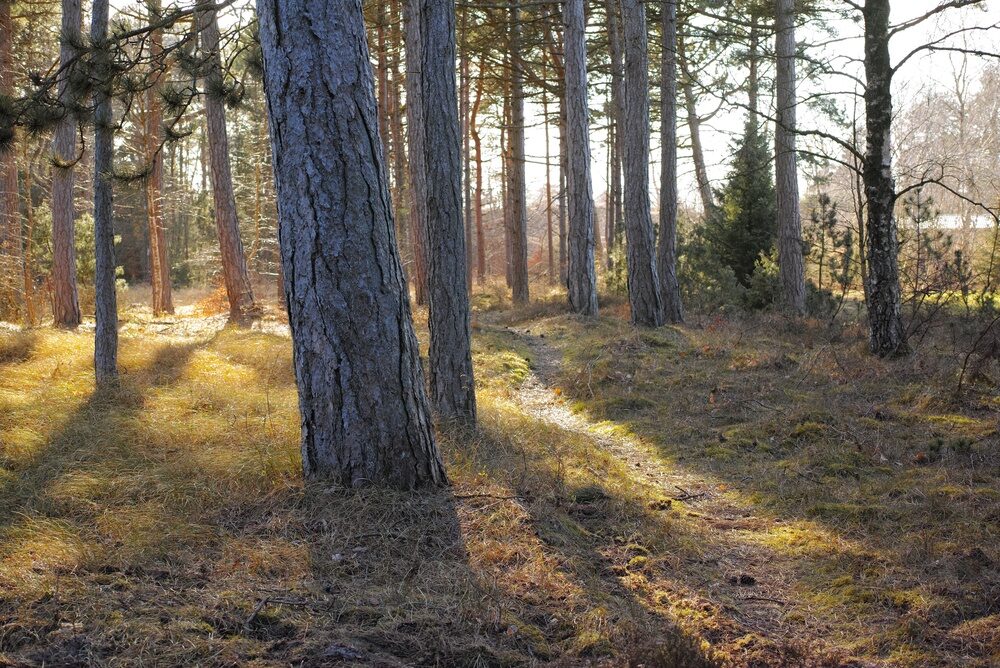 Immagine di alberi piantati in Italia